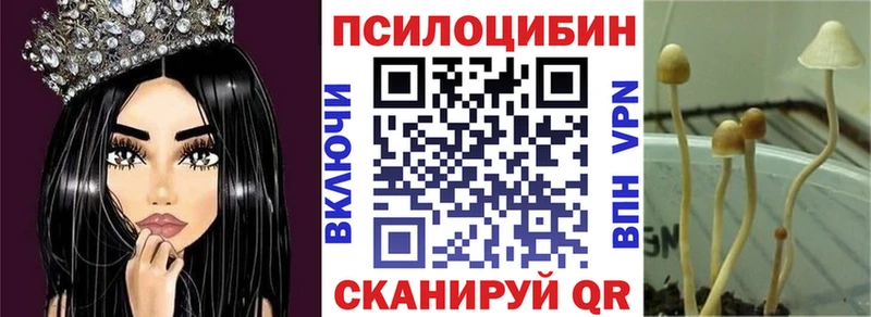 наркота  Черкесск  Псилоцибиновые грибы GOLDEN TEACHER 