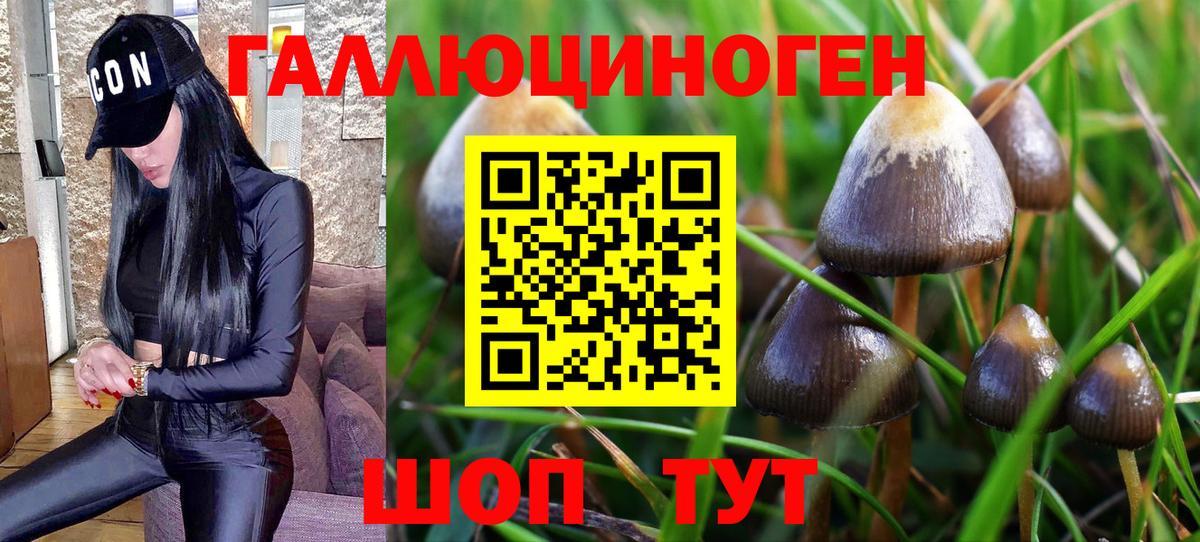 Галлюциногенные грибы мухоморы  Черкесск  цена   Галлюциногенные грибы прущие грибы 