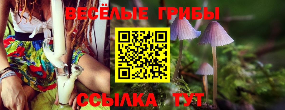 Псилоцибиновые грибы Psilocybe Черкесск